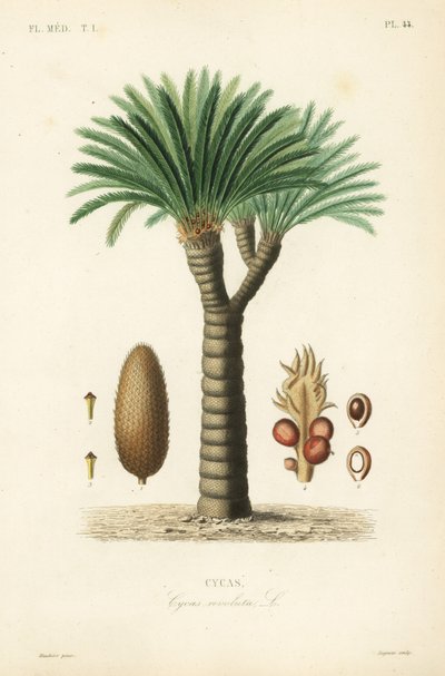 Palma de sagú, Cycas revoluta de Unbekannt