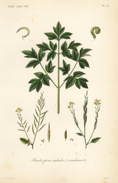 Verduras de hoja para ensalada, plantas para ensaladas y condimentos de Unbekannt