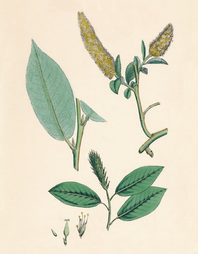 Salix pentandra. Sauce de hojas de laurel, siglo XIX de Unbekannt