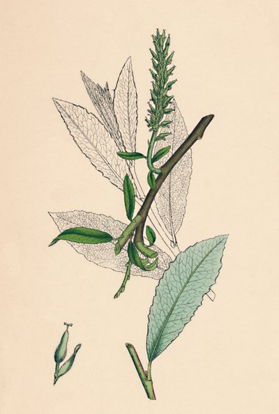 Salix phylicifolia, var. radicans. Sauce de hojas de té, var. a., siglo XIX de Unbekannt