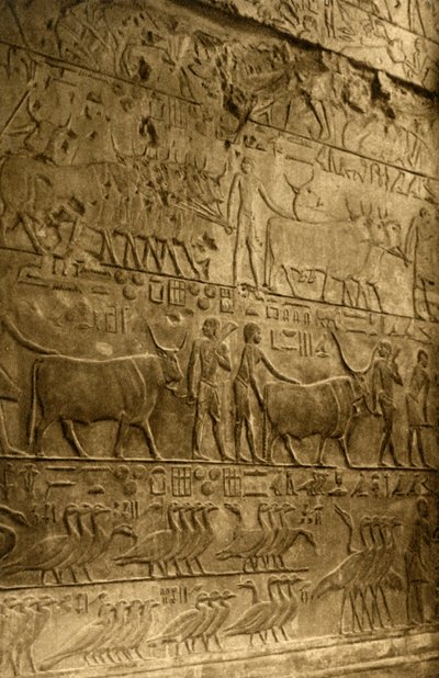 Saqqara - Tumba de Ptahotep - Decoración mural, c1918-c1939 de Unbekannt