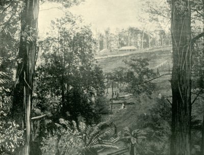 Escena en Upper Gembrook, Victoria, 1901 de Unbekannt