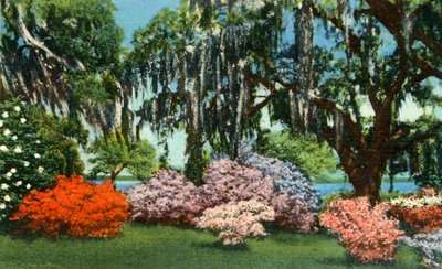 Escena en los jardines de Belle Isle, cerca de Georgetown, S.C., 1942 de Unbekannt