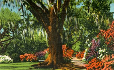 Escena en Magnolia Gardens, cerca de Charleston, S.C., 1942 de Unbekannt