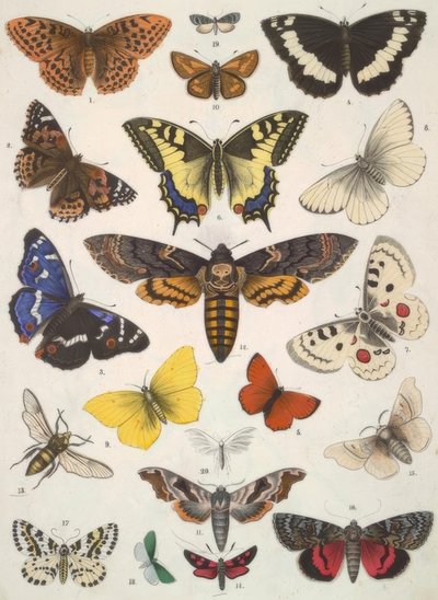 Mariposas de Unbekannt