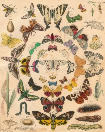 Mariposas de Unbekannt