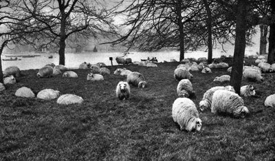 Ovejas escocesas junto al Serpentine, Hyde Park, Londres, 1926-1927 de Unbekannt