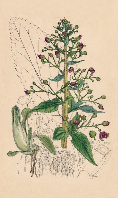Scrophularia Ehrharti. Betónica de agua de Ehrhart, siglo XIX de Unbekannt