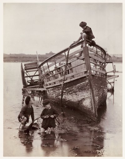 Erizos de mar de Unbekannt