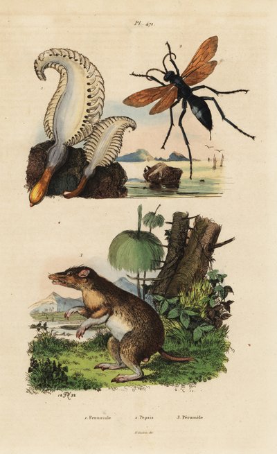 Pluma de mar, avispa araña y bandicut de nariz larga de Unbekannt