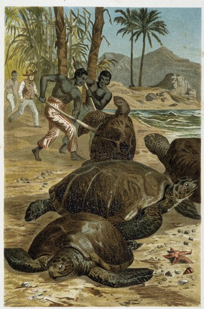 Tortugas marinas muertas en costas africanas - en “La Vida de los animales” por A.E. Brehm, Torino de Unbekannt