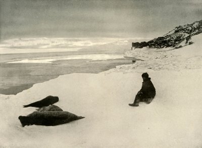 Focas en el borde del hielo, c1908, 1909 de Unbekannt