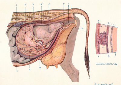 Sección del abdomen de una vaca, mostrando el feto en posición normal, c1905 c1910 de Unbekannt