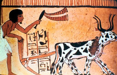 Sennutem arando con ganado, pintura de tumba del Antiguo Egipto, Nuevo Reino 1550-1069 a.C. de Unbekannt