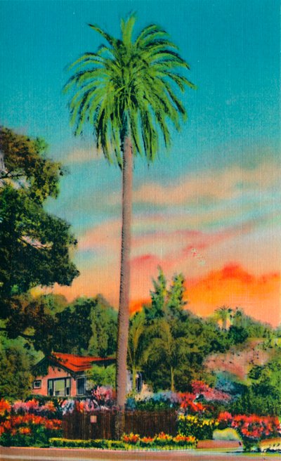 Serra Palm. La primera palmera en California, c1941 de Unbekannt