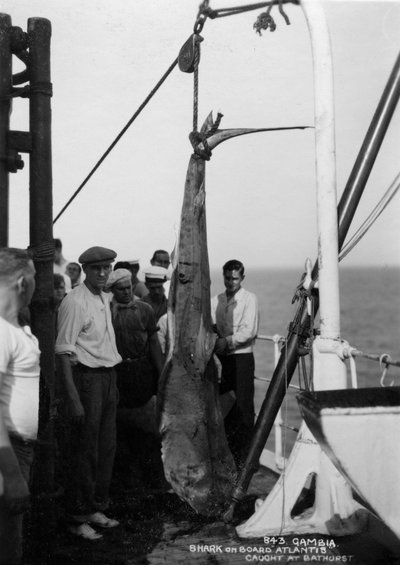 Tiburón a bordo del crucero Atlantis, capturado frente a Bathurst, Gambia, siglo XX de Unbekannt