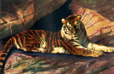 Tigre siberiano, c1928 de Unbekannt