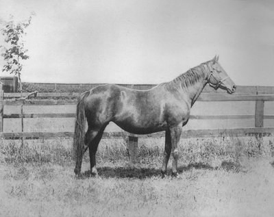 Signorina, 1911 de Unbekannt