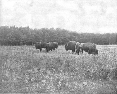 Silver Heights, Winnipeg, Canadá, c1900 de Unbekannt