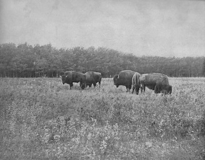 Silver Heights, Winnipeg, c. 1897 de Unbekannt