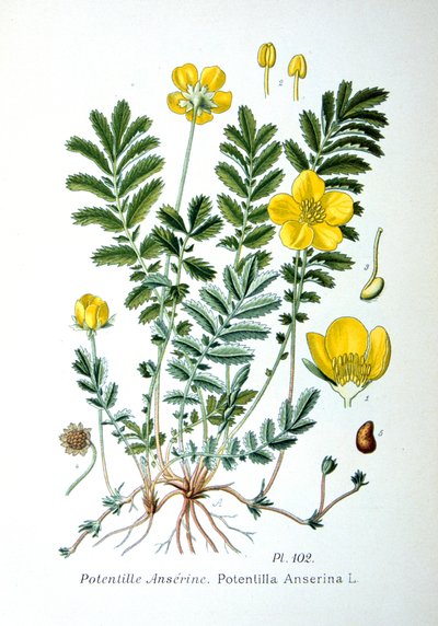 Cinquefoil, 1893 de Unbekannt