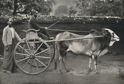 Carro de Bueyes Cingalés, 1926 de Unbekannt