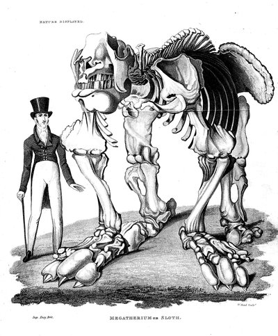 Esqueleto de Megatherium, perezoso gigante extinto, 1823 de Unbekannt