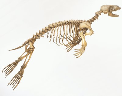 Esqueleto de una foca común (Phoca vitulina) 