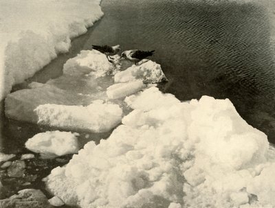 Gaviotas Skua en el Borde del Hielo, c1908, 1909 de Unbekannt