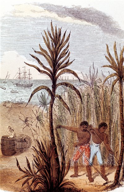Esclavos cultivando caña de azúcar en las Indias Occidentales, 1852 de Unbekannt