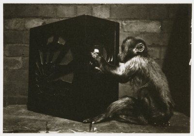 Pequeño mono jugando con los diales de una radio, tomada por un fotógrafo desconocido alrededor de 1935 de Unbekannt