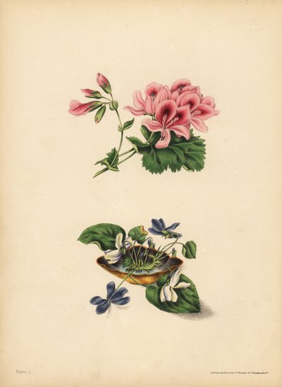 Geranio de Smith, Preferencia; Las dulces violetas de flores púrpuras y blancas, Pureza de sentimiento, candor, modestia e inocencia de Unbekannt