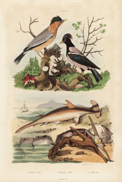 Martillo liso, Sphyrna malleus, ostra martillo, Malleus malleus, estornino brahmán, Sturnia pagodarum y estornino rosado, Pastor roseus de Unbekannt