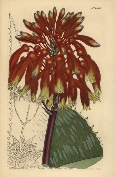 Áloe jabón o áloe cebra, Aloe maculata de Unbekannt