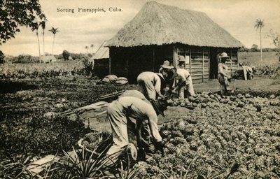 Clasificación de Piñas, Cuba, finales del siglo XIX-principios del siglo XX de Unbekannt