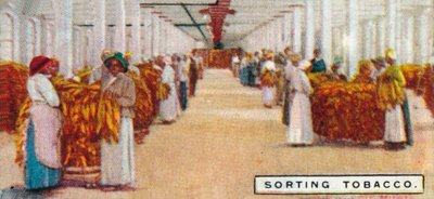 Clasificación de tabaco, 1926 de Unbekannt