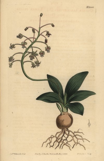 Escila india del sur, Ledebouria revoluta de Unbekannt