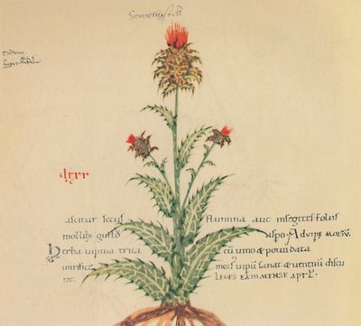 Cardo lechero, 1947 de Unbekannt