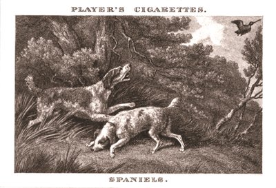 Spaniels, 1924 de Unbekannt