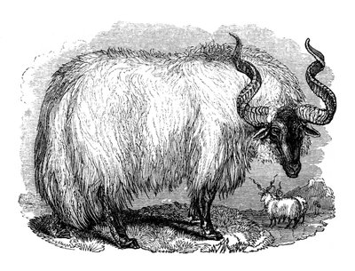 Ovejas Españolas, 1848 de Unbekannt