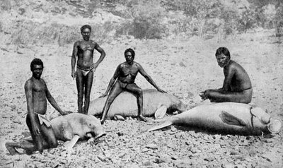 Manatí lanzado con lanza, noroeste de Australia, 1922 de Unbekannt