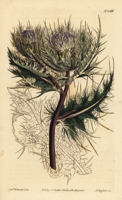 Cardo más espinoso, Cirsium spinosissimum (Cnicus de cabeza plumosa, Cnicus spinosissimus) de Unbekannt
