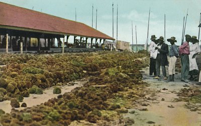 Mercado de esponjas, Nassau, Bahamas, 1930s de Unbekannt