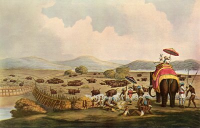 Deporte en India - Conduciendo elefantes a un Keddah, c1808, 1901 de Unbekannt