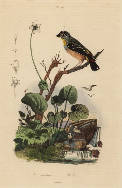Pardalote moteado, Pardalotus punctatus de Unbekannt