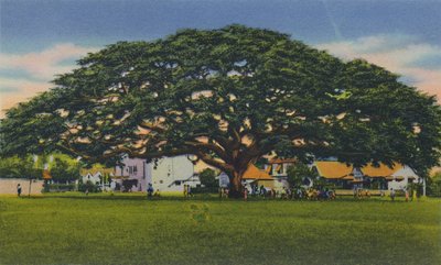 Árbol samoano extendido, Trinidad, B.W.I., c1940s de Unbekannt