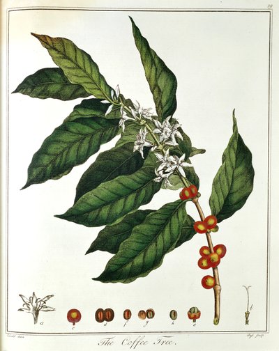 Rama de café Coffea arabica mostrando flores y granos, 1798 de Unbekannt