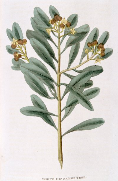 Rama de canela blanca Canella alba, 1823 de Unbekannt