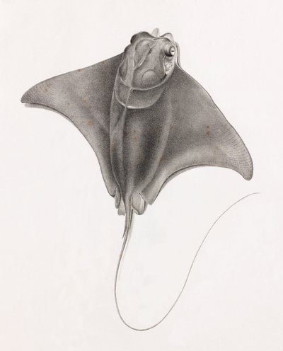 Mantarraya, vista superior en primer plano de Unbekannt