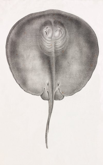 Mantarraya, vista frontal primer plano de Unbekannt